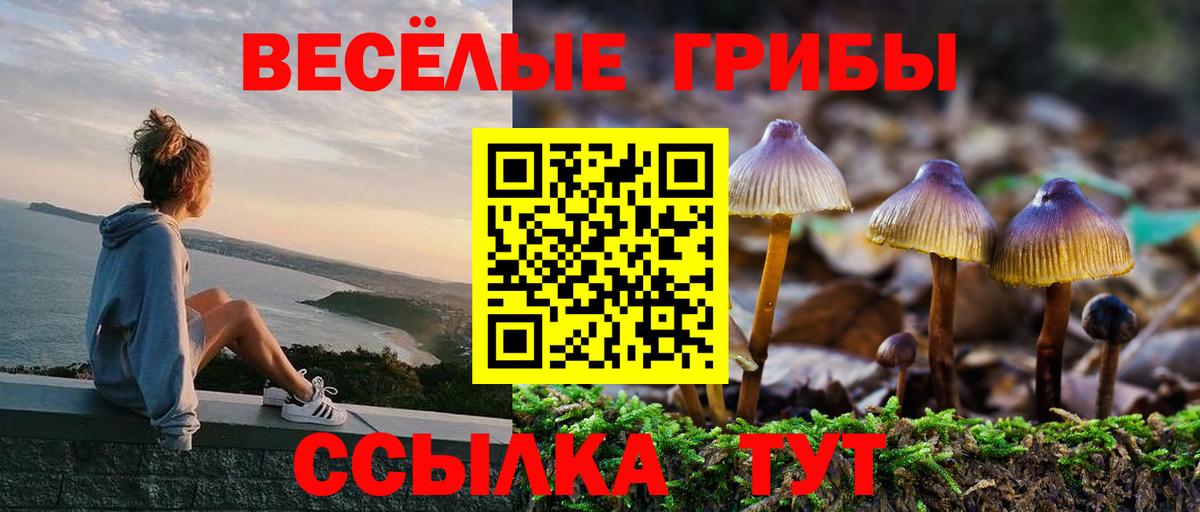 Псилоцибиновые грибы Psilocybe Домодедово